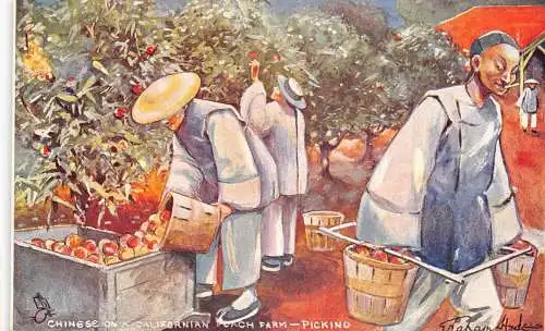 A862 US Art Chinese On a Californian Peach Farm Picking Ethnic Postcard