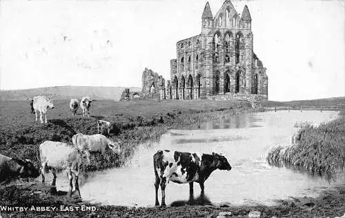 A241 England 1909 Whitby Abbey East End Cows Vintage Postkarte