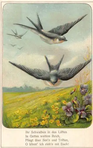Frühlingslandschaft Schwalbenvögel fliegende Stiefmütterchen geprägte Postkarte