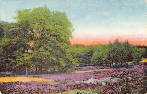 L169 Deutschland 1939 Altenburg Landschaft Wald Blühende Blumen Feld Postkarte