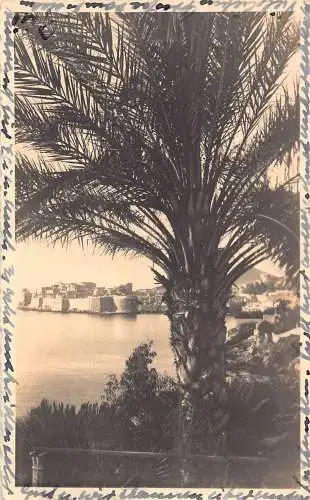 Kroatien 1937 Dubrovnik Tropischer Baum Vintage Postkarte