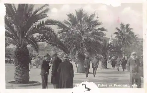 Kroatien 1935 Split Palme na Francuskoj obali Finic Trees RPPC Vintage Postkarte