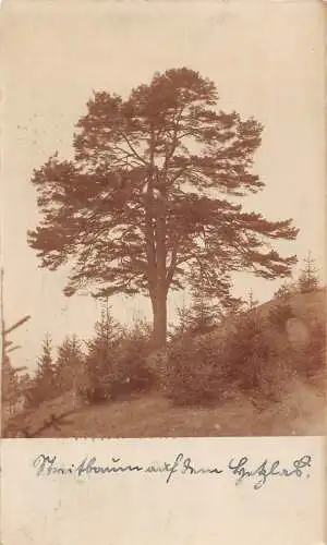 L339 Deutschland 1913 Nürnberger Baum Vintage Postkarte