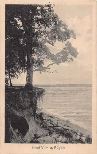 L339 Deutschland Insel Vilm a Rügen Insel Meeresbaum Vintage Postkarte