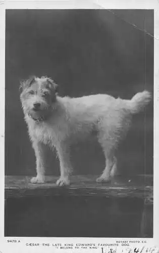A908 Royalty Caeser Late King Edward's Favourite Dog Foxterrier Postkarte