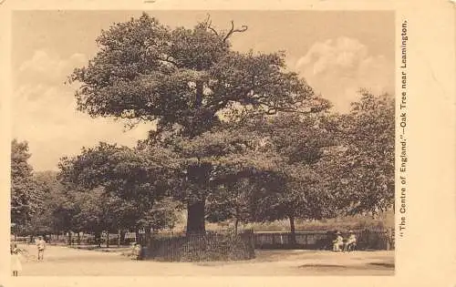 A919 England Oak Tree bei Leamington Vintage Postkarte