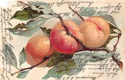 A091 Gruß 1905 Baumzweig Zweig mit Pfirsichen geprägte Litho Postkarte