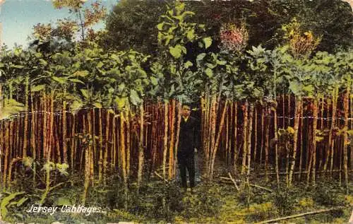 A918 England Jersey Cabbages Vintage Postkarte