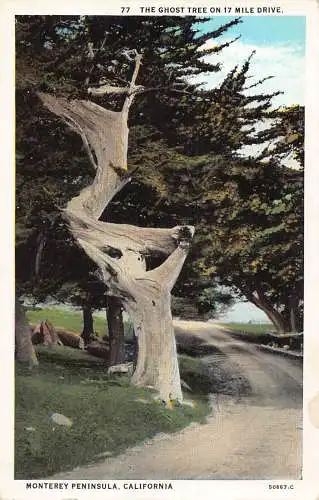 A899 US Monterey Peninsula Kalifornien Vintage Postkarte