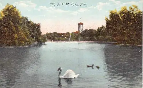 A900 Canada City Park Winnipeg Man Swan Lake Vintage Postkarte
