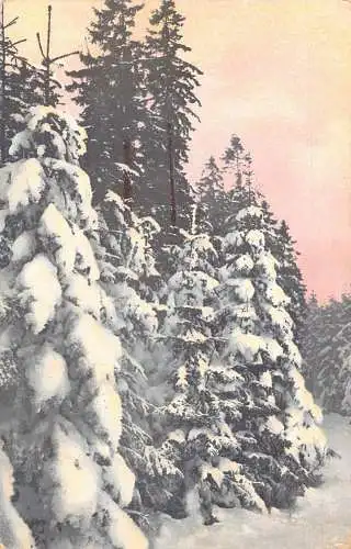 A089 Winterlandschaft 1909 Wald bedeckt mit Schneekiefern Vintage Postkarte
