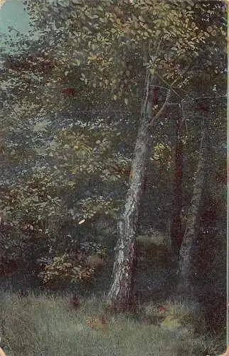 A095 Landschaft Langerwehe 1913 Hohe Bäume Wald Gras Natur Vintage Postkarte