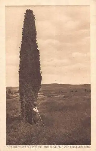 L014 Deutschland 1925 Wilsederberg riesiger wacholder ausblick Junge alte Postkarte