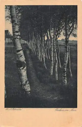L349 Deutschland Birken im Moor Bäume Birke Theodor Oscar Hofmeister Postkarte