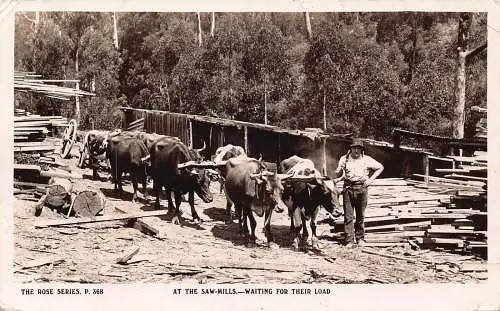 A926 Australien in Sägewerken warten auf Ladung Ochsenwagen Bauernholz RPPC Postkarte
