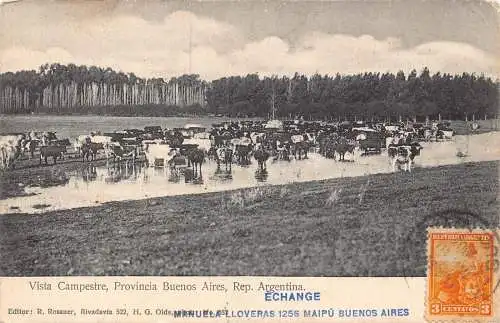 L354 Argentinien Buenos Aires Region 1904 Vista Campestre Kühe Vintage Postkarte