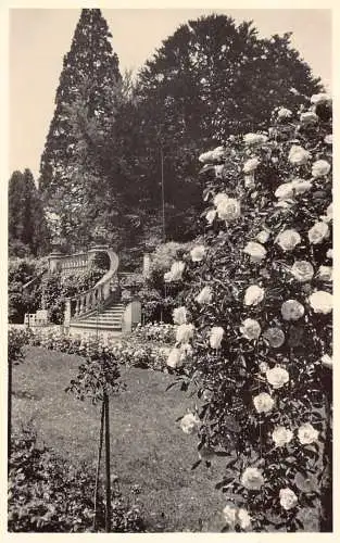 L215 Deutschland Insel Mainau im Bodensee Rosenstock Rosen Blume RPPC Postkarte