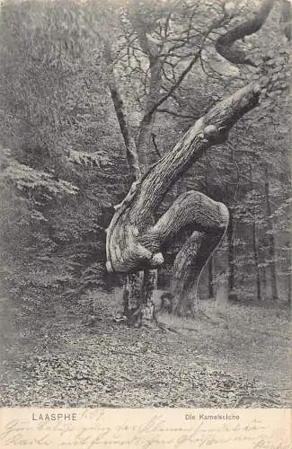 L216 Deutschland 1909 Laasphe Die Kamelseiche Interessanter Baum Vintage Postkarte