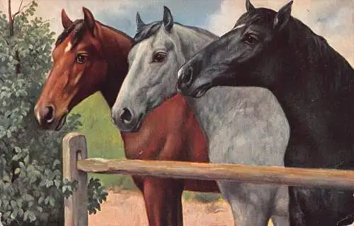 A096 Tiere 1912 braun graue und schwarze Pferde jenseits des Zauns Postkarte