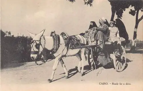 C046 Ägypten Kairo Fahrbereit Esel Vintage Postkarte