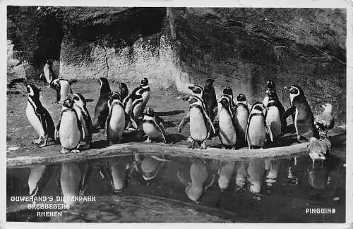 Niederlande 1939 Pinguine Ouwehand's Dierenpark Grebbeberg Rhenen Postkarte