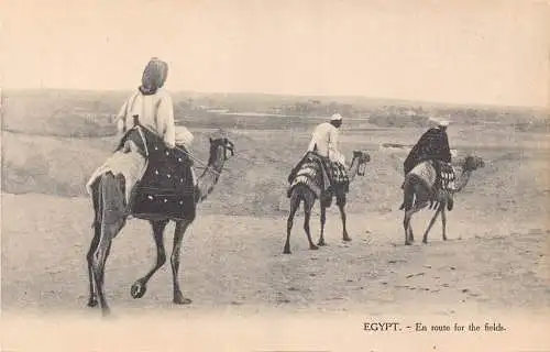 C046 Ägypten Auf dem Weg zu den Feldern Kamele Vintage Postkarte
