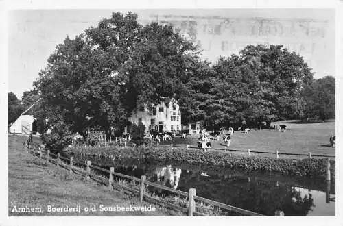 Niederlande 1962 Arnheim Boerderij od Sonsbeekweide Rinder Kühe Vintage Postkarte