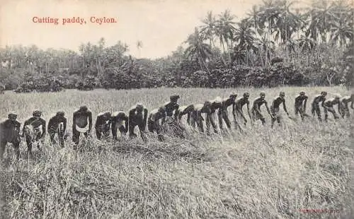 L380 Ceylon Sri Lanka Schneiden Reis Arbeiter Bauern Vintage Postkarte
