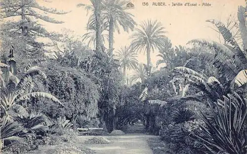 A960 Algerien Alger Jardin d'Essai Allee Alley Garden Vintage Postkarte