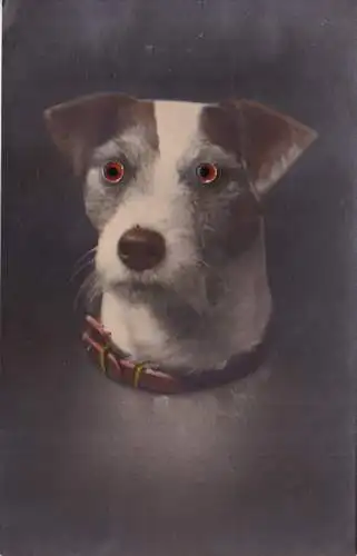 A964 Neuheit Scary Terrier Hund mit orangefarbenen Glasaugen Vintage Postkarte