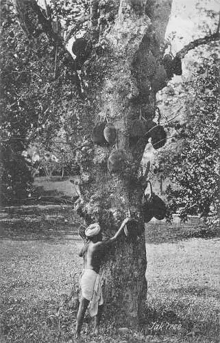 L377 Indien Jack Obstbaum Mann pflückt Früchte Vintage Postkarte