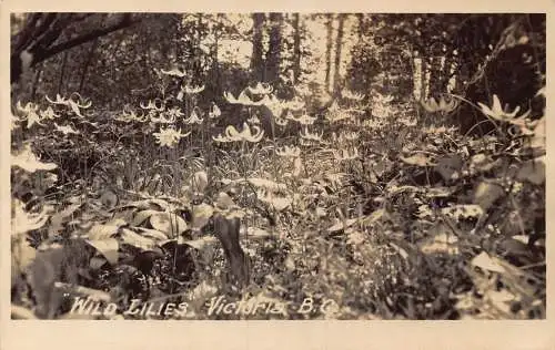A976 Kanada Wilde Lilien Victoria BC RPPC Vintage Postkarte