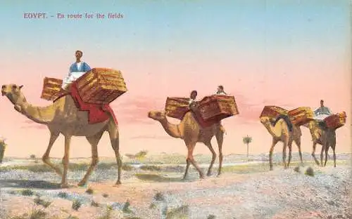 A940 Ägypten Auf dem Weg zum Feld Kamele Ureinwohner Fürsorge Boxen Postkarte
