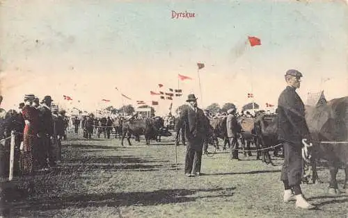 A967 Dänemark 1906 Dyrskue Bullocks International Competition Vintage Postkarte