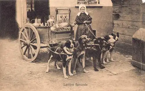 L258 Belgien Laitière Flamande Hunde Vintage Postkarte