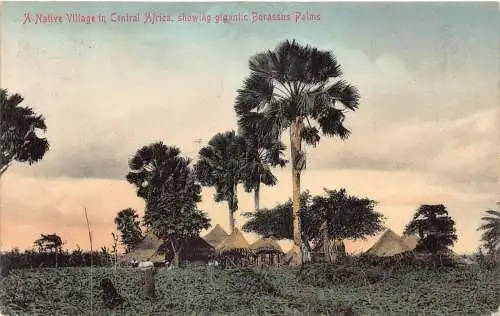 A985 Südafrika 1908 Ureinwohnerdorf zeigt gigantische Borassuspalmen Postkarte