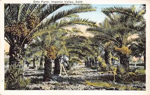 A968 US Datum Farm Imperial Valley Kalifornien Vintage Postkarte