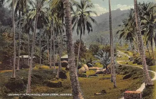 L253 Malaysia Penang Coconut Plantation Ayer Etam Postkarte