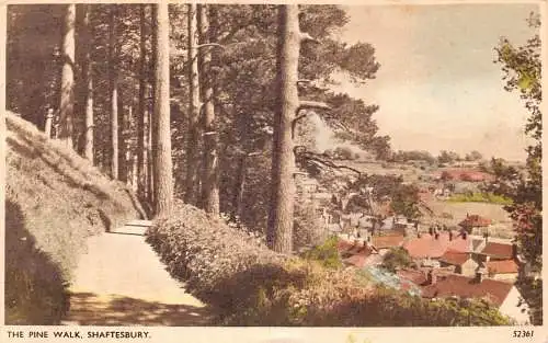 L234 England 1963 Shaftesbury The Pine Walk Trees Vintage Postkarte