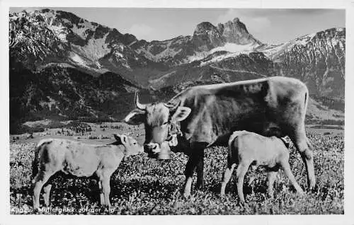 L210 Deutschland Allgäu Mutterglueck Alp Kuh Kalb RPPC Vintage Postkarte