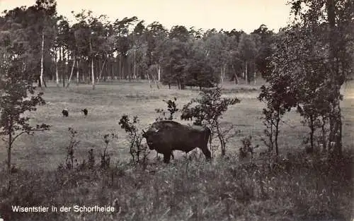 L052 Deutschland Wisentgehege Schorfheide bei Eichhorst Bison Vintage Postkarte