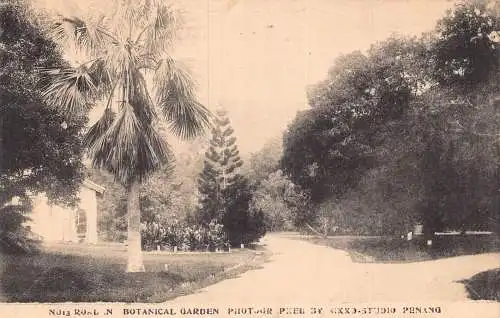 L272 Japan Botanischer Garten Nikko Bäume Vintage Postkarte