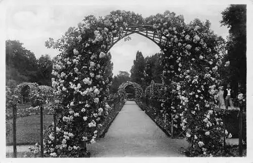 A213 Deutschland Karlsruhe Stadtgarten Rosengarten RPPC Vintage Postkarte