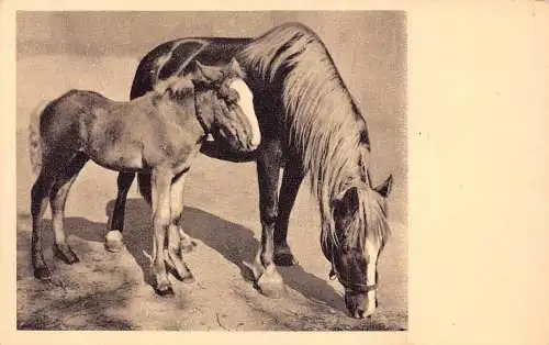 Charity Tierschutzverein Wien, Österreich Pferde Pony Postkarte