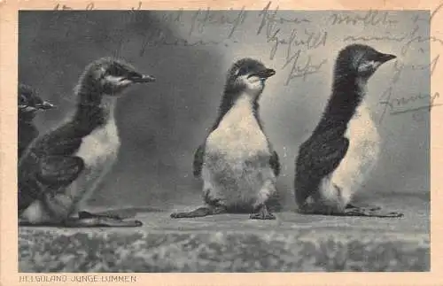 A091 Tiere 1927 Junge Pinguine in Helgoland Helgoland Postkarte
