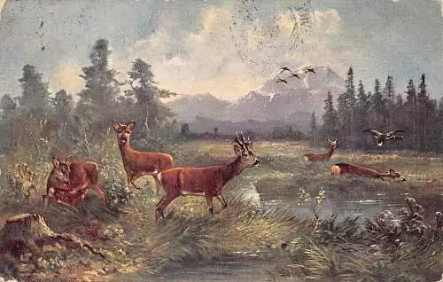 Landschaft Hirsch baden im Teich Vögel Wald Vintage Postkarte