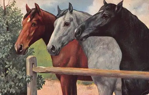A096 Tiere 1912 braun graue und schwarze Pferde jenseits des Zauns Postkarte