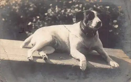 Süßer Hund Jack Russel Terrie Rasse sitzt bei Sonnenschein 1908 RPPC Vintage Postkarte
