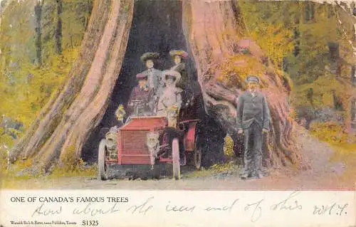 L101 Kanada Vancouver Cedar Tree 1905 Automobil Postkarte