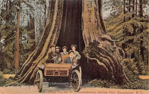 L101 Kanada Vancouver Cedar Tree Automobil Postkarte
